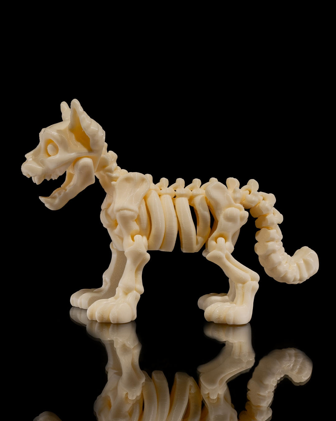 Skeleton Cat product view 3